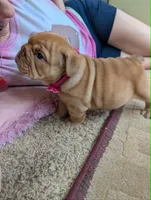 Vivi, a female English Bulldog for sale in Strafford, MO – 3 of 10