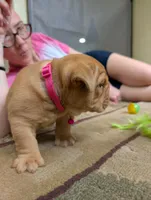 Vivi, a female English Bulldog for sale in Strafford, MO – 7 of 10