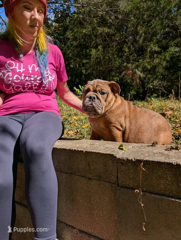 Chocolate Chip, a male English Bulldog for sale in Strafford, MO – 1 of 9