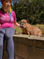 Chocolate Chip, a male English Bulldog for sale in Strafford, MO – 1 of 9