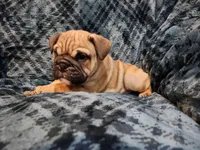 Hatter, a male English Bulldog for sale in Strafford, MO – Photo 6 of 8