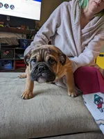 Hatter, a male English Bulldog for sale in Strafford, MO – Photo 5 of 8