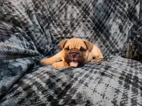 Hatter, a male English Bulldog for sale in Strafford, MO – Photo 8 of 8