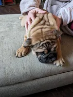 Hatter, a male English Bulldog for sale in Strafford, MO – Photo 2 of 8