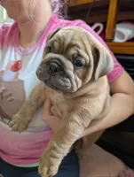 Chocolate Chip, a male English Bulldog for sale in Strafford, MO – 3 of 10