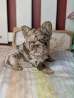 Next Level's Dean New Shade Rojo and Tan Merle Fluffy, a male French Bulldog for sale in Strafford, MO – 4 of 8