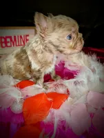 Dale, a male French Bulldog for sale in Strafford, MO – Photo 7 of 7