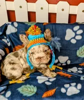 Dale, a male French Bulldog for sale in Strafford, MO – Photo 1 of 7