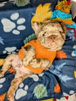 Dale, a male French Bulldog for sale in Strafford, MO – Photo 2 of 7