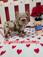 Dale, a male French Bulldog for sale in Strafford, MO – Photo 3 of 7