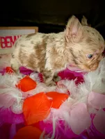 Dale, a male French Bulldog for sale in Strafford, MO – Photo 4 of 7