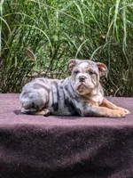 Daffodil, a female English Bulldog for sale in Strafford, MO – Photo 2 of 9
