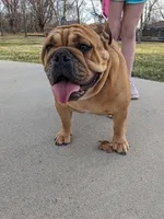Daffodil, a female English Bulldog for sale in Strafford, MO – Photo 8 of 9