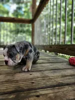 Daffodil, a female English Bulldog for sale in Strafford, MO – Photo 6 of 9
