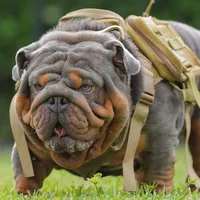 Daffodil, a female English Bulldog for sale in Strafford, MO – Photo 9 of 9