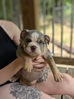 Daffodil, a female English Bulldog for sale in Strafford, MO – Photo 4 of 9