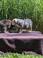 Daffodil, a female English Bulldog for sale in Strafford, MO – Photo 3 of 9