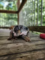 Daffodil, a female English Bulldog for sale in Strafford, MO – Photo 7 of 9