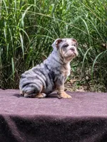 Daffodil, a female English Bulldog for sale in Strafford, MO – Photo 1 of 9