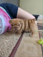 Vivi, a female English Bulldog for sale in Strafford, MO – 2 of 10