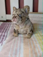 Next Level's Dean New Shade Rojo and Tan Merle Fluffy, a male French Bulldog for sale in Strafford, MO – 2 of 8