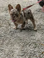 Next Level's Dean New Shade Rojo and Tan Merle Fluffy, a male French Bulldog for sale in Strafford, MO – 3 of 9