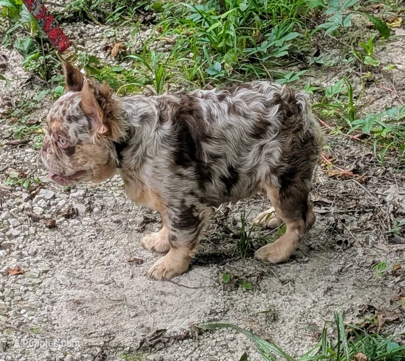 Next Level's Dean New Shade Rojo and Tan Merle Fluffy – French Bulldog puppy for sale in Strafford, MO