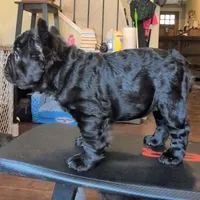 Luanne, a female French Bulldog for sale in Strafford, MO – Photo 1 of 6