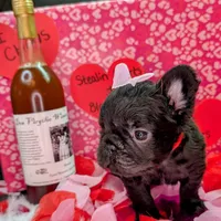 Luanne, a female French Bulldog for sale in Strafford, MO – Photo 5 of 6