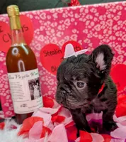 Luanne, a female French Bulldog for sale in Strafford, MO – Photo 4 of 5