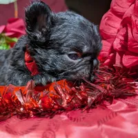 Luanne, a female French Bulldog for sale in Strafford, MO – Photo 3 of 6