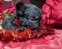 Luanne, a female French Bulldog for sale in Strafford, MO – Photo 2 of 5