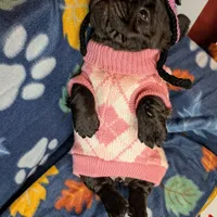 Luanne, a female French Bulldog for sale in Strafford, MO – Photo 6 of 6