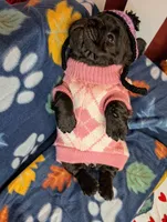 Luanne, a female French Bulldog for sale in Strafford, MO – Photo 5 of 5