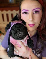 Luanne, a female French Bulldog for sale in Strafford, MO – Photo 1 of 5