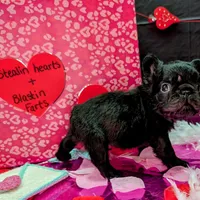 Luanne, a female French Bulldog for sale in Strafford, MO – Photo 4 of 6