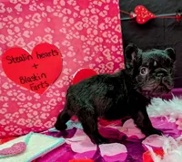 Luanne, a female French Bulldog for sale in Strafford, MO – Photo 3 of 5