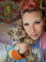 Next Level's Dean New Shade Rojo and Tan Merle Fluffy, a male French Bulldog for sale in Strafford, MO – 5 of 8