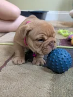 Vivi, a female English Bulldog for sale in Strafford, MO – 6 of 10