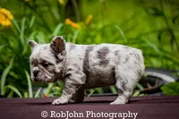 Posh, a female French Bulldog for sale in Strafford, MO – Photo 7 of 10