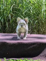 Posh, a female French Bulldog for sale in Strafford, MO – Photo 1 of 10
