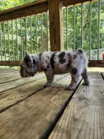 Posh, a female French Bulldog for sale in Strafford, MO – Photo 10 of 10