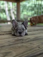Posh, a female French Bulldog for sale in Strafford, MO – Photo 6 of 10