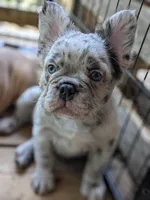 Posh, a female French Bulldog for sale in Strafford, MO – Photo 4 of 10