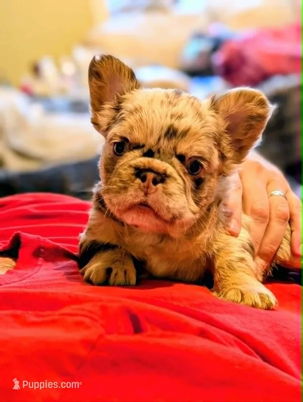 Next Level's Dean New Shade Rojo and Tan Merle Fluffy – French Bulldog puppy for sale in Strafford, MO