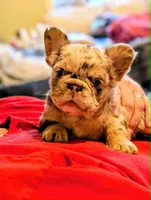 Next Level's Dean New Shade Rojo and Tan Merle Fluffy, a male French Bulldog for sale in Strafford, MO – 1 of 8