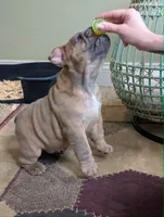 Chocolate Chip, a male English Bulldog for sale in Strafford, MO – 7 of 10