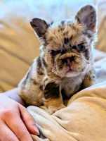 Next Level's Dean New Shade Rojo and Tan Merle Fluffy, a male French Bulldog for sale in Strafford, MO – 6 of 8