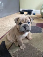 Chocolate Chip, a male English Bulldog for sale in Strafford, MO – 8 of 10