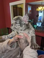 Wisteria, a female French Bulldog for sale in Strafford, MO – Photo 5 of 8